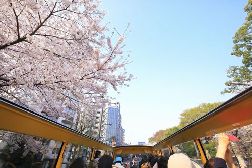オープントップバス「オーソラミオ」の都内ツアー（はとバス提供）
